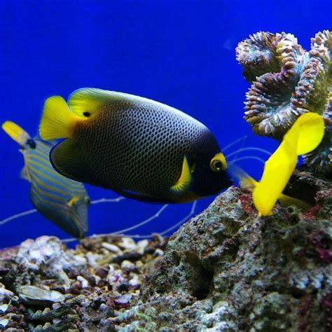 招財的魚|養魚招財，別在猶豫了！快把財神請進門